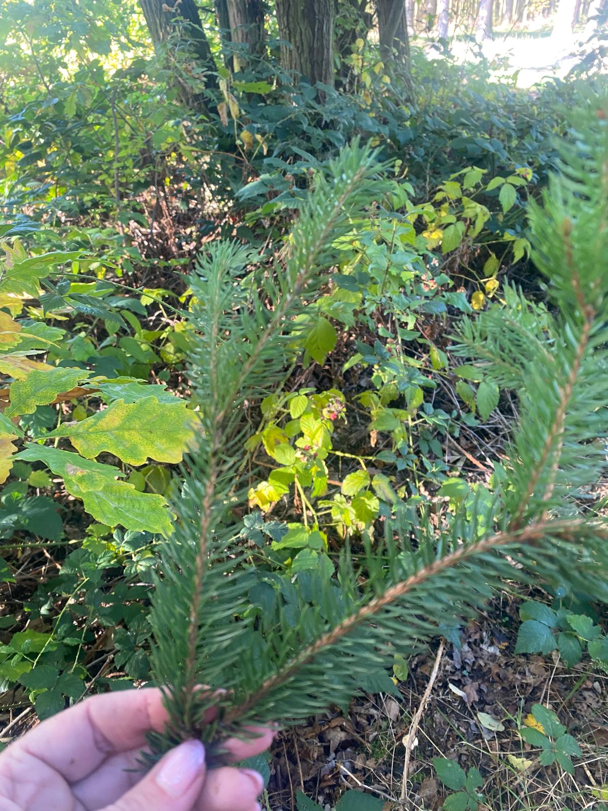 Obrázek WhatsApp, 2025-10-14 v 17.16.59_7a5782e9.jpg